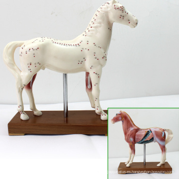 A03 (12003) Modelos anatómicos de la acupuntura del caballo del veterinario educativo 12003